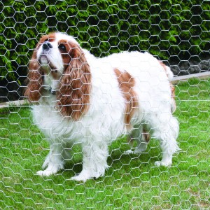 Why Choose Breeding Fence? Why Choose Breeding Fence?
