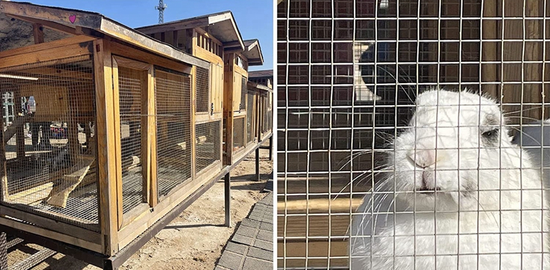 Galvanized Welded Wire Mesh Supplier Welded Wire Fence for Chicken Coop Animal Metal Cage