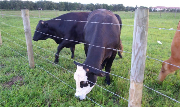 The necessity of breeding fence net The necessity of breeding fence net