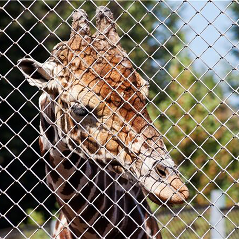China Wire Mesh and Hexagonal Mesh chicken wire fence