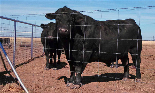 The necessity of breeding fence net The necessity of breeding fence net