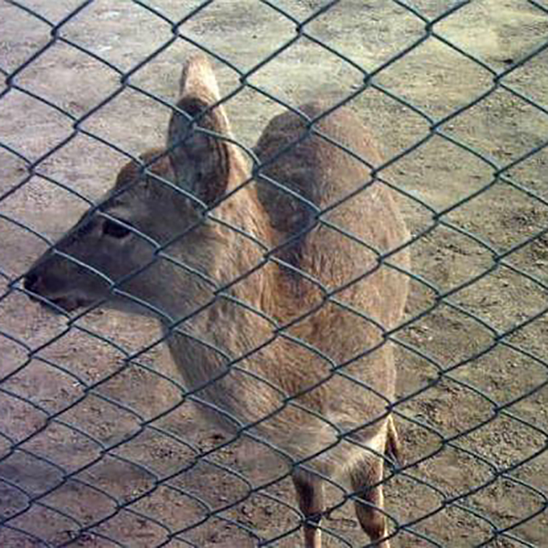China Wire Mesh and Hexagonal Mesh chicken wire fence