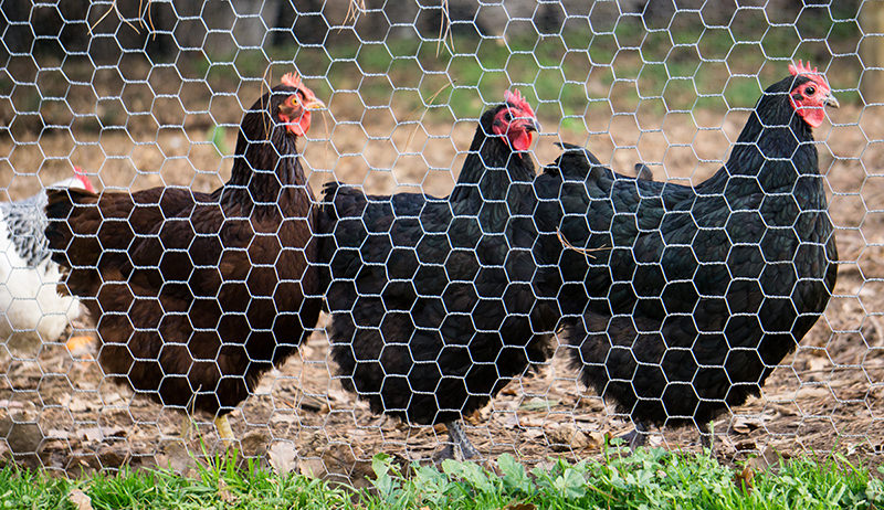 Application of hexagonal mesh breeding fence in animal husbandry Application of hexagonal mesh breeding fence in animal husbandry