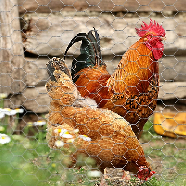 Chicken Fence Product Introduction Chicken Fence Product Introduction
