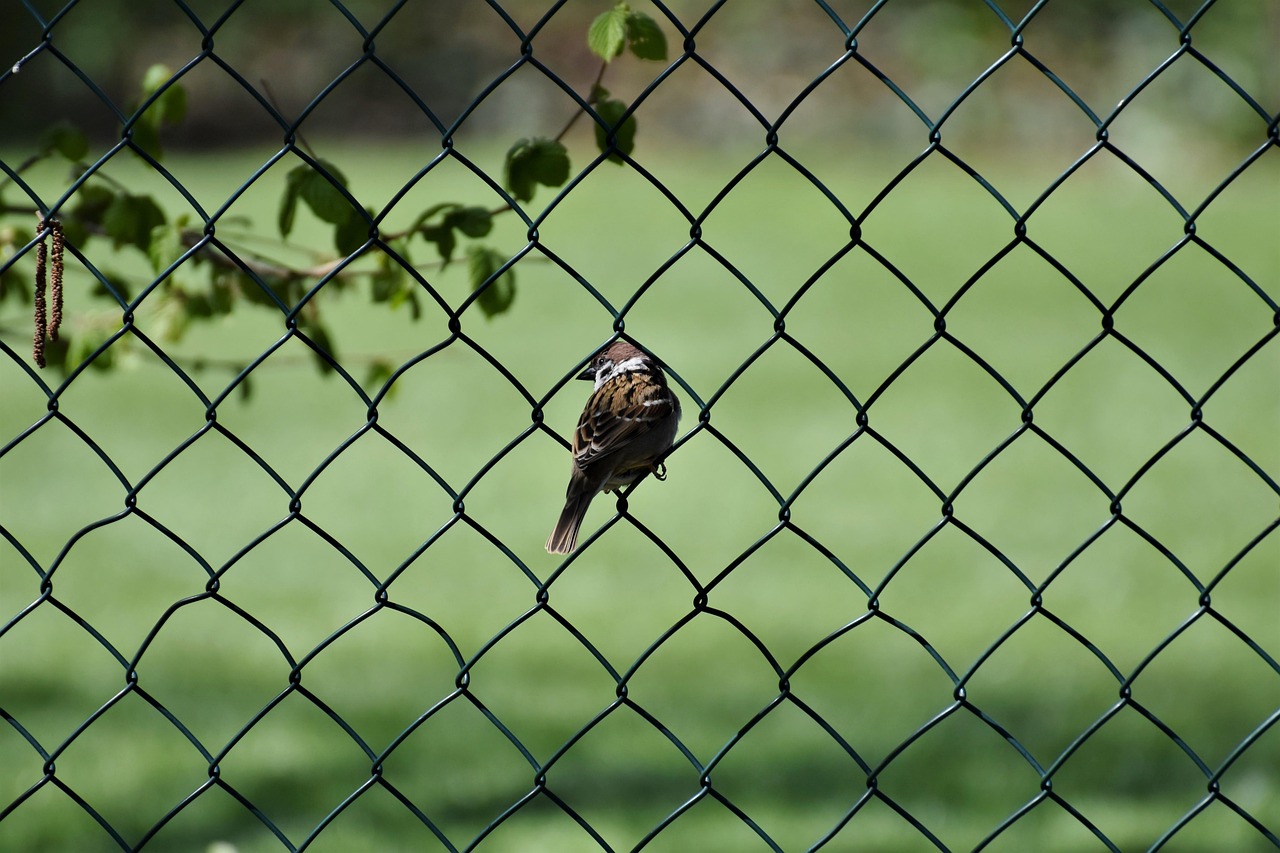 Chain link fence customization service: meeting personalized needs Chain link fence customization service: meeting personalized needs