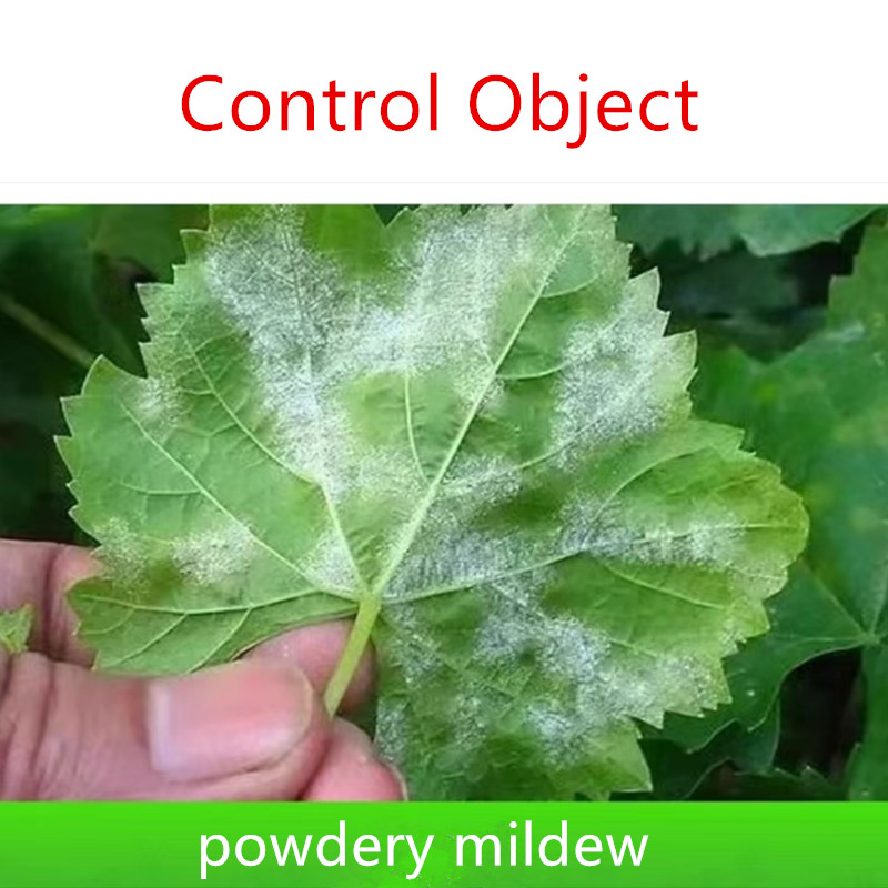 China produces 50% EC chlorpyrifos, a widely used pesticide. China produces 50% EC chlorpyrifos, a widely used pesticide.