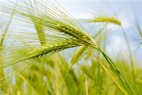 Protect your crops with effective fungicide treatment. Protect your crops with effective fungicide treatment.