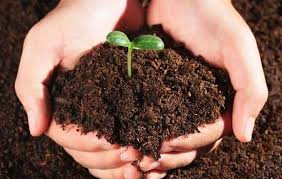 9% nitrogen, 20% phosphorus, 6% potassium rich fertilizer enhances plant growth. 9% nitrogen, 20% phosphorus, 6% potassium rich fertilizer enhances plant growth.