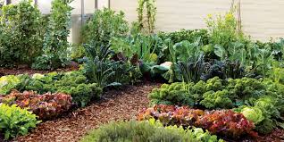 Manufacturer of organic potash fertilizer for sustainable agriculture and enhanced crop yields. Manufacturer of organic potash fertilizer for sustainable agriculture and enhanced crop yields.