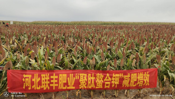 High-Yield Vegetable Nutrient Water-Soluble Fertilizer Production High-Yield Vegetable Nutrient Water-Soluble Fertilizer Production