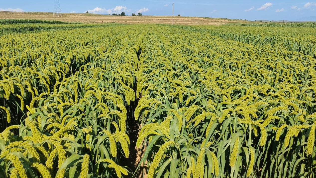 Water-soluble fertilizers for cotton production. Water-soluble fertilizers for cotton production.