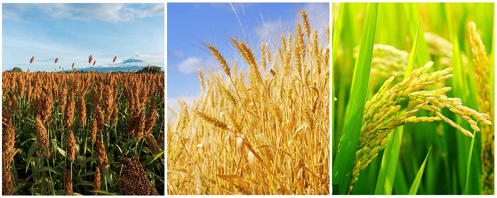 Leading Supplier of Eco-Friendly Organic Lawn Fertilizers Top 20 Options Leading Supplier of Eco-Friendly Organic Lawn Fertilizers Top 20 Options