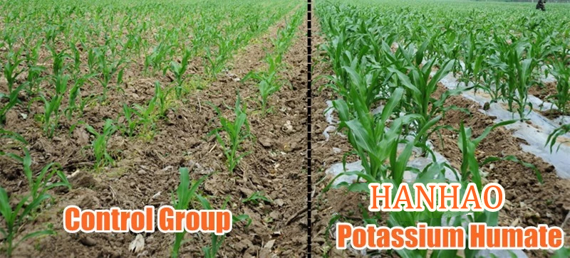 Yew Fertilizer Suppliers 16-8-8 Solution Yew Fertilizer Suppliers 16-8-8 Solution