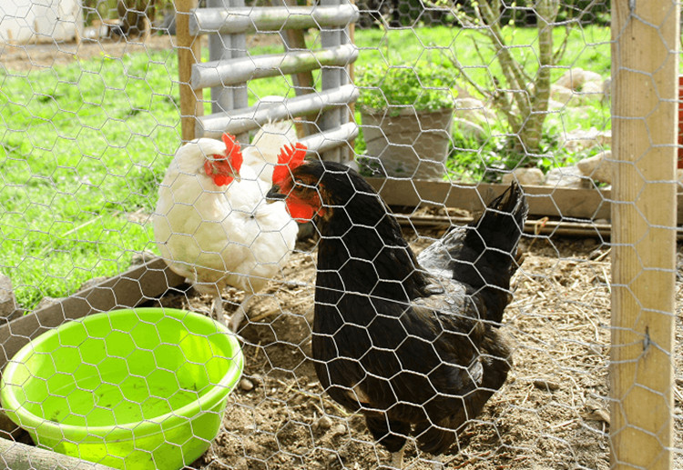 high quality pvc coated chain link mesh fence factories